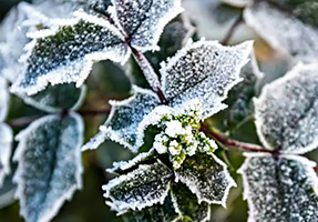 Frozen plant